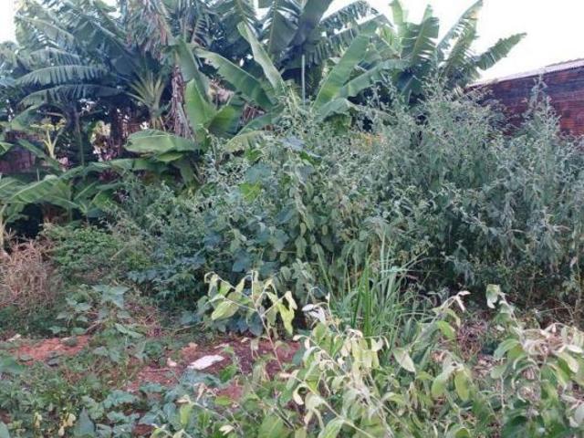Terreno venda em Região Geográfica Imediata de Paranavaí, Paranavaí