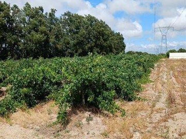 Terreno venda em Avis, Portalegre