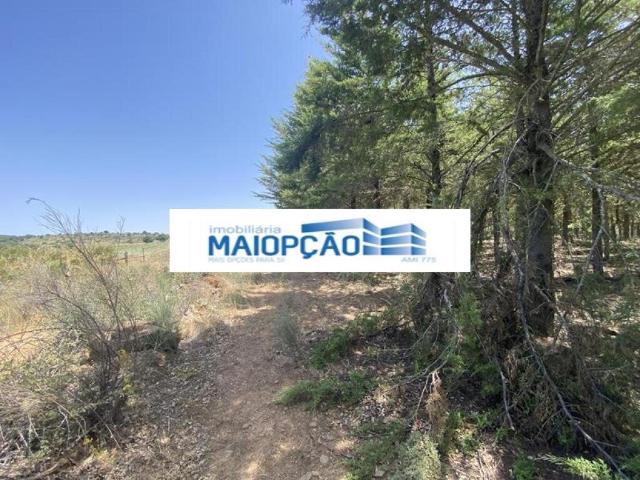 Terreno venda em Matela, Bragança