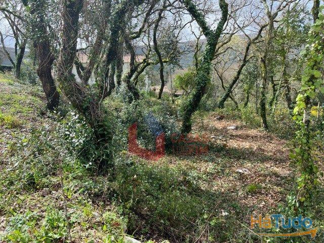 Terreno venda em Porto De Mós, Leiria