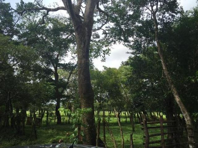 VENDE FINCA EN LOS ANASTACIOS CHIRIQUÍ