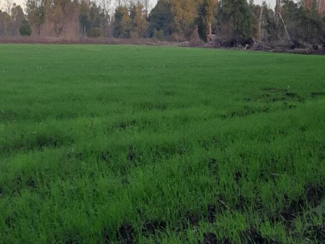 Terreno en venta en Alto Biobío, Biobío