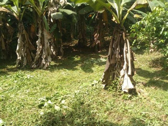 Sítio e chácara venda em Região Geográfica Imediata de Paranaguá, Antonina