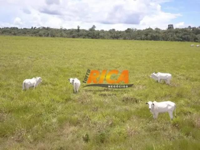 Fazenda venda em Região Geográfica Imediata de Porto Velho, Porto Velho