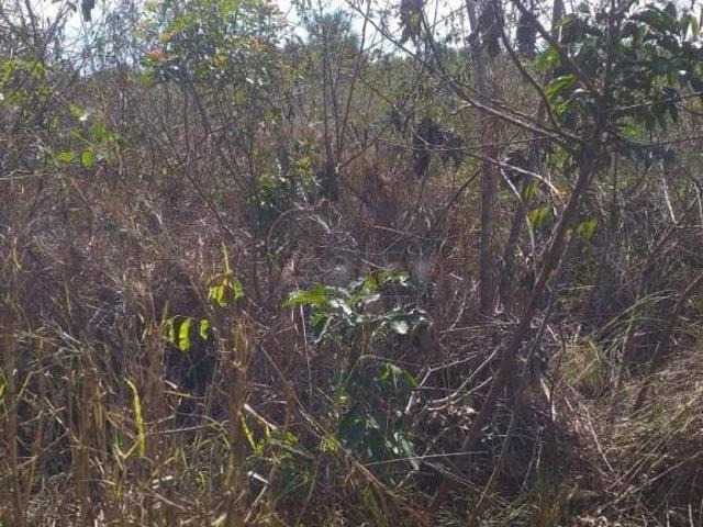 Sítio e chácara venda em Região Geográfica Imediata de Montes Claros, Montes Claros