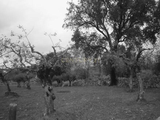 Terreno venda em Portalegre