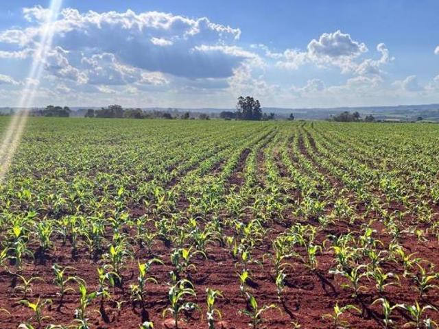 Sítio e chácara venda em Região Imediata de Itapetininga, Região Metropolitana de Sorocaba