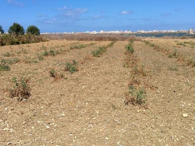 Terreno in vendita a Paceco, Sicilia