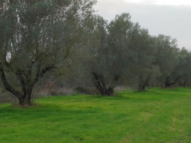 Terreno in vendita a Mara, Sardigna/Sardegna