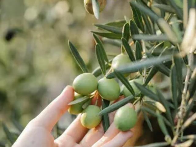 Terreno in vendita a Puglia, Bari