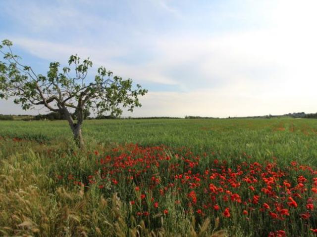 Terreno in vendita a Puglia, Taranto