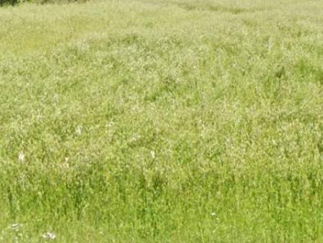 Terreno in vendita a Forlimpopoli, Forlì-Cesena
