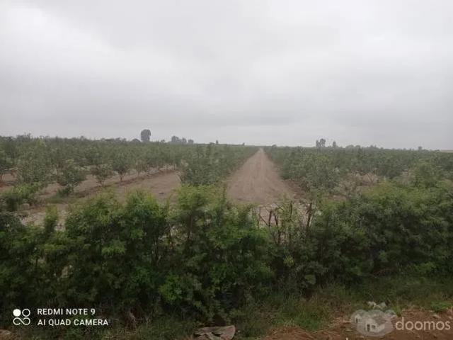 Terreno venta en Pisco