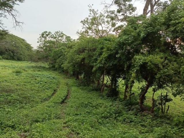 VENDO 8090 M2 DE TERRENO EN EL LIBRAMIENTO DE COMALA ABORDO DE CARRETERA