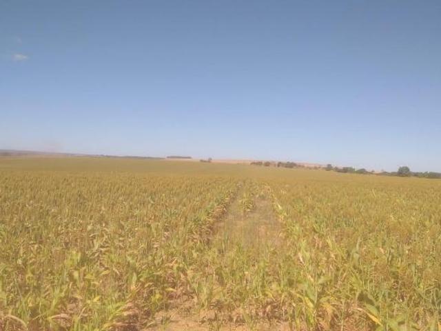 Sítio e chácara venda em Região Geográfica Imediata de Flores de Goiás, Região Integrada de Desenvolvimento do Distrito Federal e Entorno