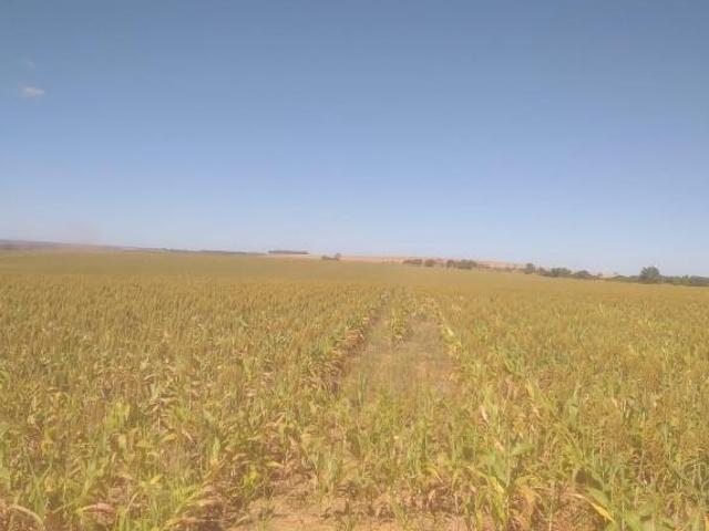 Sítio e chácara venda em Região Geográfica Imediata de Flores de Goiás, Região Integrada de Desenvolvimento do Distrito Federal e Entorno