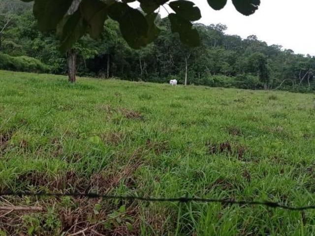 Sítio e chácara venda em Região Geográfica Imediata de Uruaçu - Niquelândia, Niquelândia