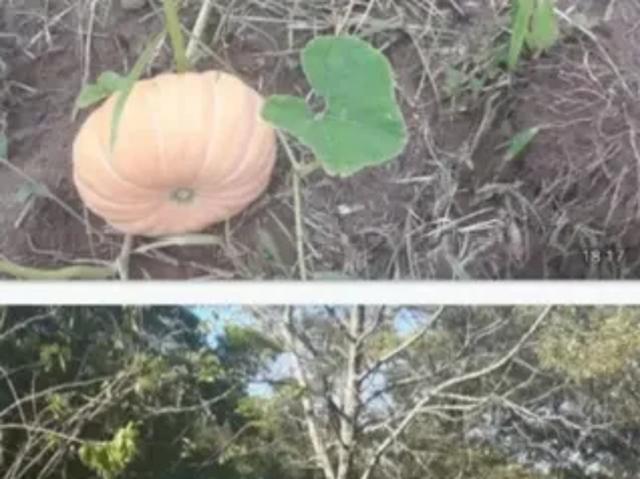 Fazenda venda em Região Imediata de São José dos Campos, Região Metropolitana do Vale do Paraíba e Litoral Norte