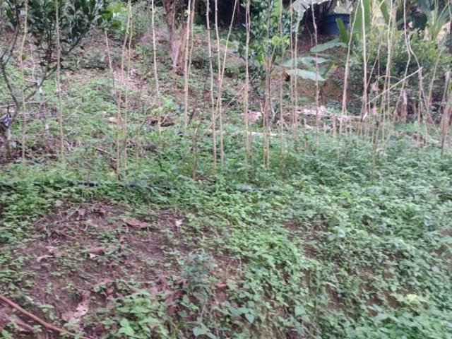 Sítio e chácara venda em Miracatu, São Paulo