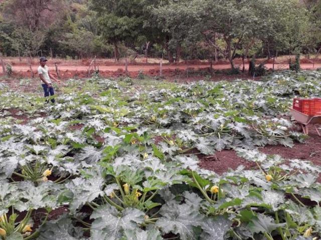 Sítio e chácara venda em Região Geográfica Imediata de Águas Lindas de Goiás, Região Integrada de Desenvolvimento do Distrito Federal e Entorno