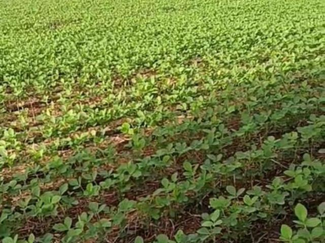 Sítio e chácara venda em Região Geográfica Imediata de Águas Lindas de Goiás, Região Integrada de Desenvolvimento do Distrito Federal e Entorno