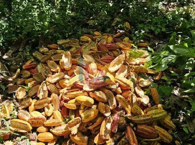 Fazenda venda em Região Geográfica Imediata de Eunápolis - Porto Seguro, Eunápolis