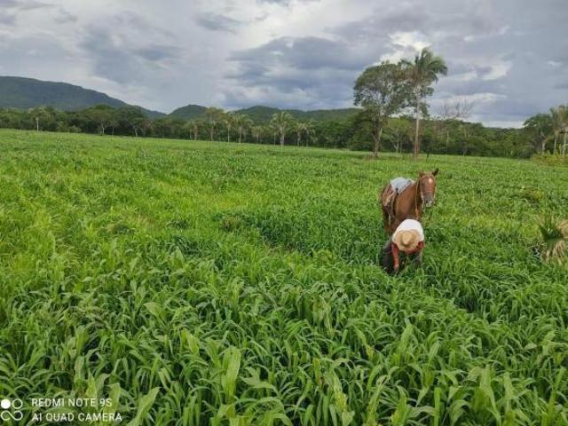 Sítio e chácara venda em Região Geográfica Imediata de Unaí, Arinos