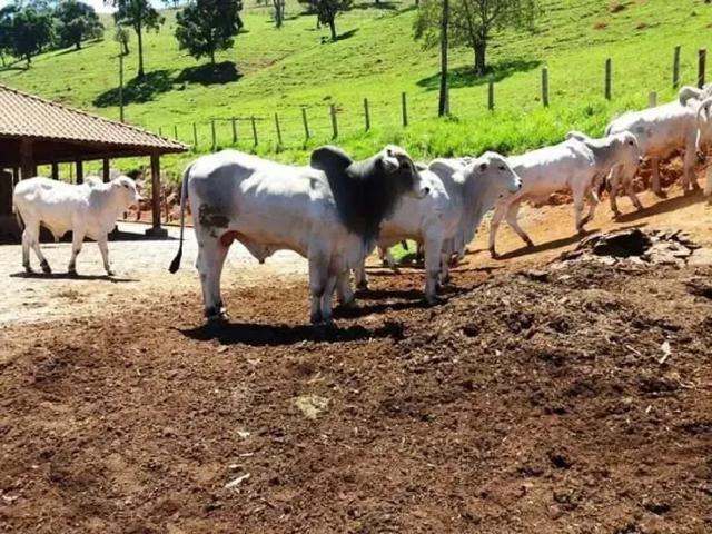 Fazenda venda em Região Geográfica Imediata de Rondonópolis, Guiratinga