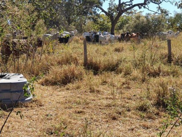 Sítio e chácara venda em Região Geográfica Imediata de Unaí, Arinos