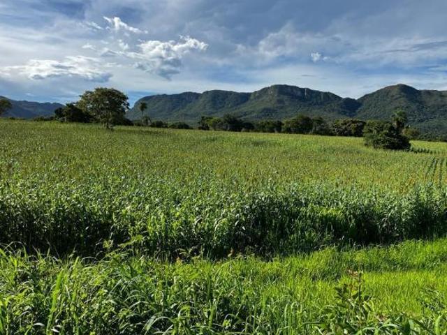 Sítio e chácara venda em Região Geográfica Imediata de Posse-Campos Belos, Monte Alegre de Goiás