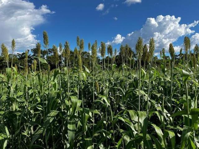 Sítio e chácara venda em Região Geográfica Imediata de Flores de Goiás, São João d'Aliança