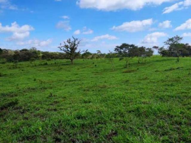 VENDO FINCA DE 195 HECTAREAS EN COORDILLERA CON AGUA VIVA