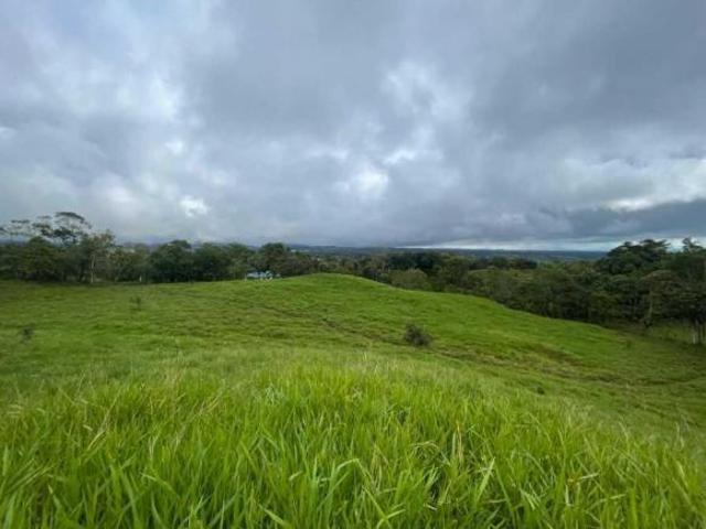 VENDO FINCA DE 21 HECTAREAS POTRERILLOS
