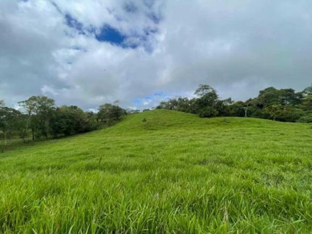 VENDO FINCA DE 21 HECTAREAS POTRERILLOS