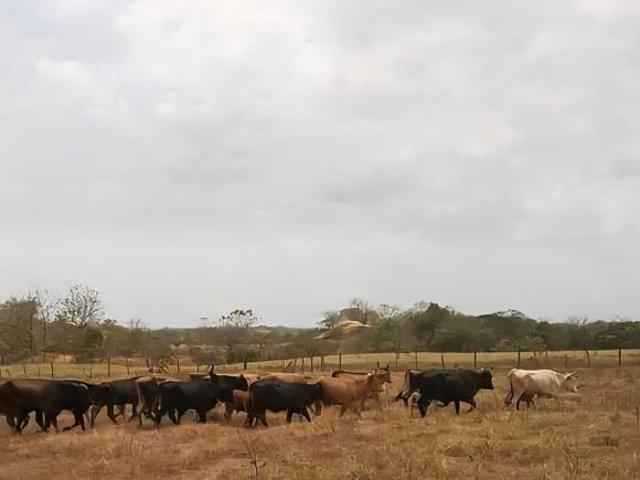 VENDO FINCA GANADERA DE 25 HECTAREAS EN TANARA CHEPO