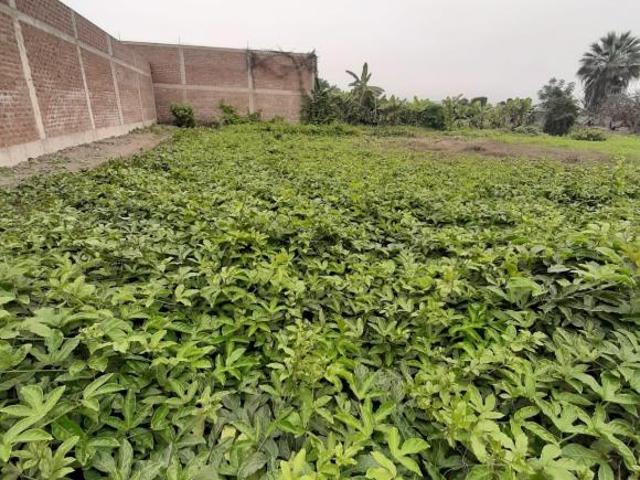 VENDO GRAN TERRENO PLANO EN LURIN 2500m2