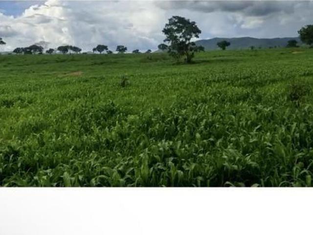 Sítio e chácara venda em Região Geográfica Imediata de Uruaçu - Niquelândia, Campinorte