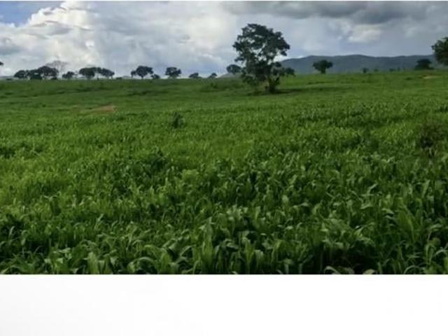 Sítio e chácara venda em Região Geográfica Imediata de Uruaçu - Niquelândia, Campinorte