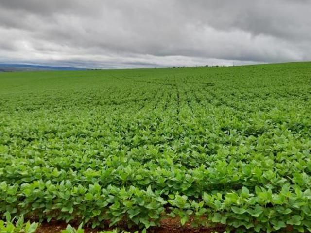 Sítio e chácara venda em Região Geográfica Imediata de Flores de Goiás, Alto Paraíso de Goiás
