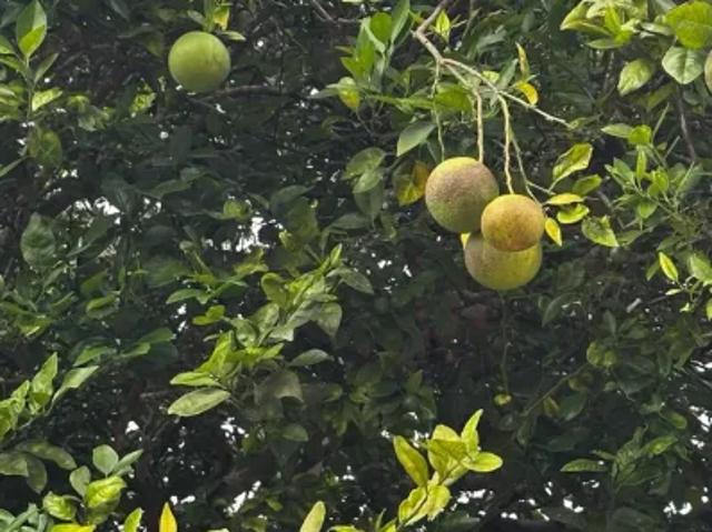 Fazenda venda em Região Geográfica Imediata de Natal, Macaíba