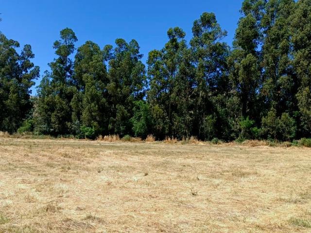 VENDO parcela con pozo y árboles, Palmilla