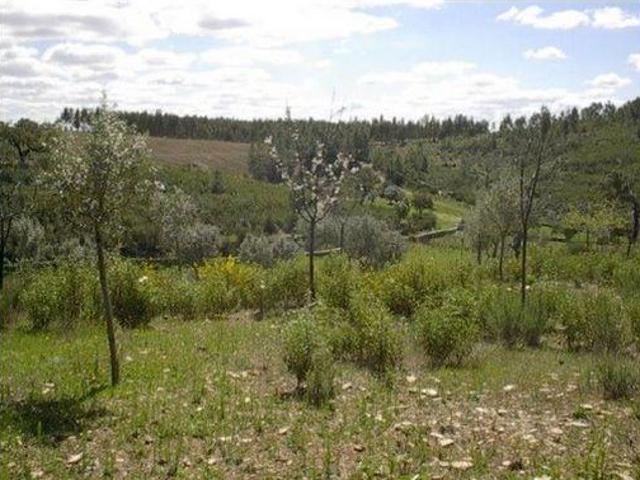 Terreno venda em Castelo Branco