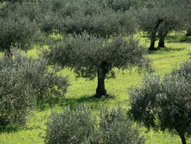 Terreno in vendita a Cecina, Toscana