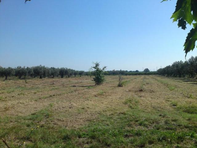 Terreno in vendita a Rocca San Giovanni, Abruzzo