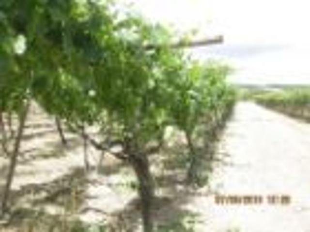 Terreno in vendita a Puglia, Barletta-andria-trani