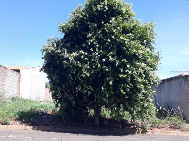 Terreno venda em Sales