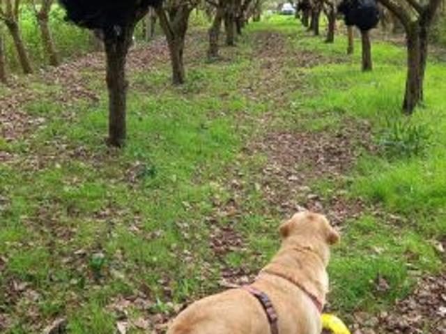 Terreno in vendita a Capannori, Lucca