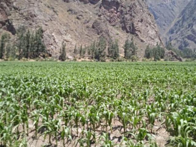 Vendo terreno en Pachar Urubamba Valle Sagrado de los Incas