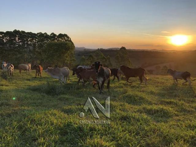 Terreno venda em Região Geográfica Imediata de Conselheiro Lafaiete, Conselheiro Lafaiete