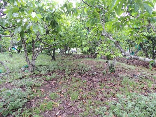 Fazenda venda em Região Geográfica Imediata de Ilhéus – Itabuna, Ilhéus